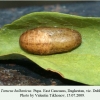 tarucus balcanicus daghestan pupa1